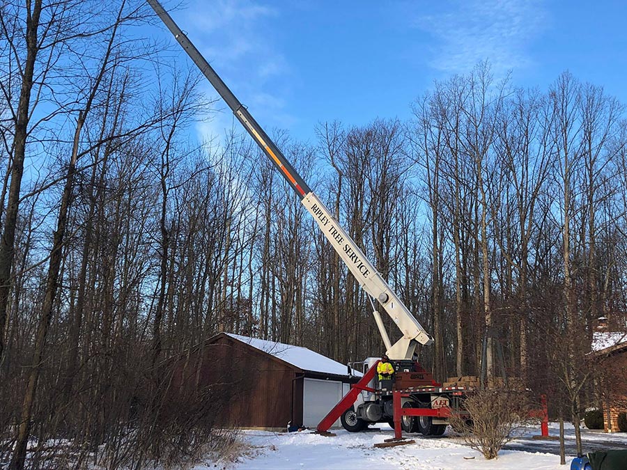 ripley tree service is fully insured
