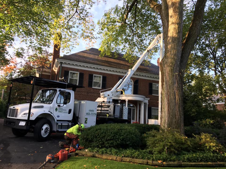 Ripley Tree Service residential