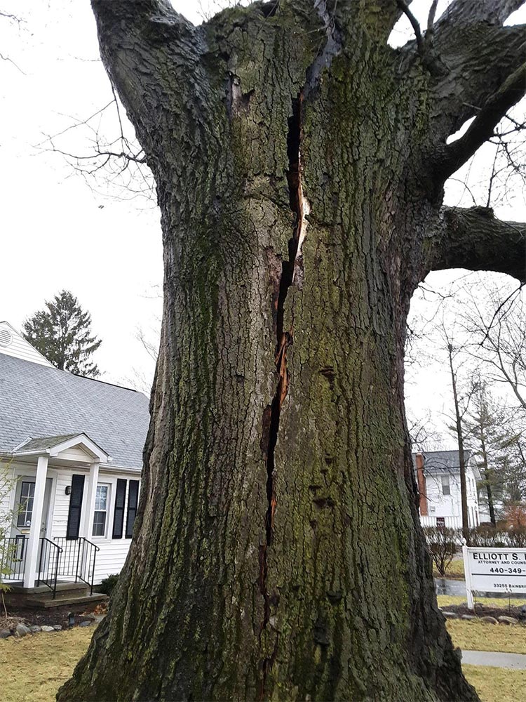 Tree Health & Maintenance