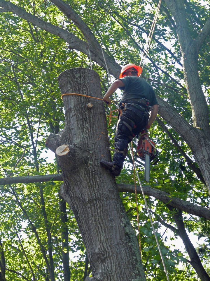 tree removal services
